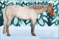 Horse Color:Silver Bay Roan