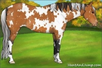 Horse Color:White Spotted Bay Appaloosa
