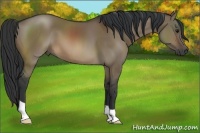 Horse Color:Brown Dun 
