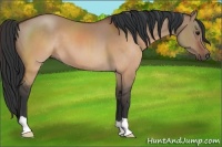 Horse Color:Brown Dun