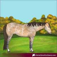 Horse Color:Buckskin Ice 