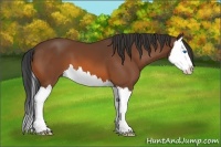 Horse Color:Bay Splash