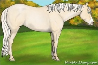Horse Color:Silver Buckskin Roan Pearl Frame 