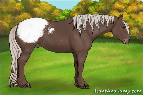 Horse Color:Silver Black Appaloosa 