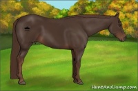 Horse Color:Liver Chestnut 