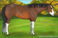 Horse Color:Bay Splash 