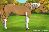 Horse Color:Red Roan Tobiano 