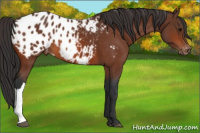 Horse Color:Bay Appaloosa