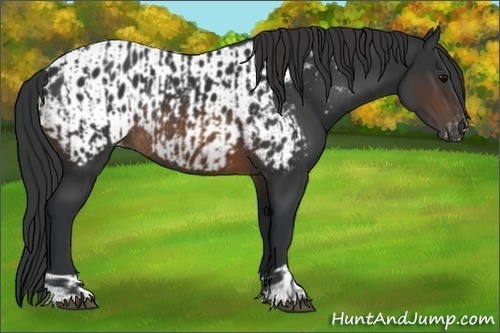 Horse Color:Brown Rabicano  and Brown Appaloosa Rabicano 