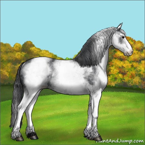 Horse Color:White Spotted Black Rabicano 