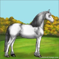 Horse Color:White Spotted Black Rabicano 