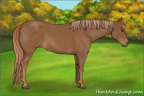 Horse Color:Red Roan 