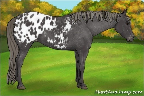 Horse Color:Smoky Black Appaloosa