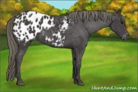 Horse Color:Smoky Black Appaloosa 