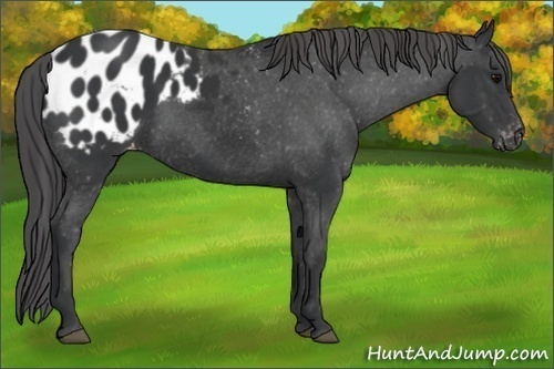 Horse Color:Black Appaloosa