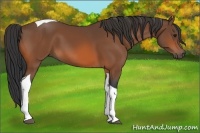 Horse Color:Bay Tobiano Rabicano 