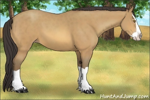 Horse Color:Amber Champagne Splash 