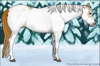 Horse Color:White Spotted Chestnut Frame