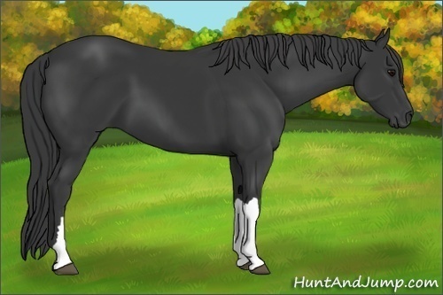 Horse Color:Black 