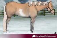 Horse Color:White Spotted Gold Cream Champagne