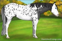 Horse Color:Blue Roan Splash Appaloosa
