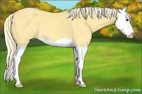Horse Color:Palomino Splash 
