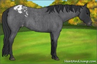 Horse Color:Blue Roan Appaloosa 