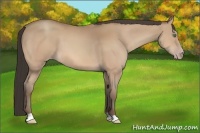 Horse Color:Amber Champagne