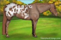 Horse Color:Chestnut Appaloosa