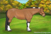 Horse Color:Bay Tobiano 