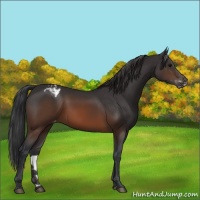 Horse Color:Brown Appaloosa