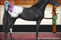 Horse Color:Black Appaloosa Rabicano
