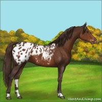 Horse Color:Liver Chestnut Appaloosa 