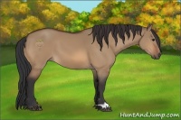Horse Color:Bay Dun