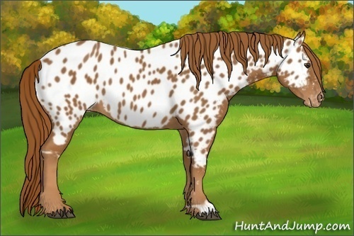Horse Color:Chestnut Appaloosa