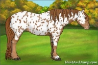 Horse Color:Chestnut Appaloosa