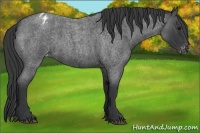 Horse Color:Blue Roan Appaloosa Rabicano 