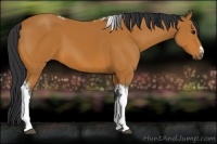 Horse Color:Bay Tobiano Frame 