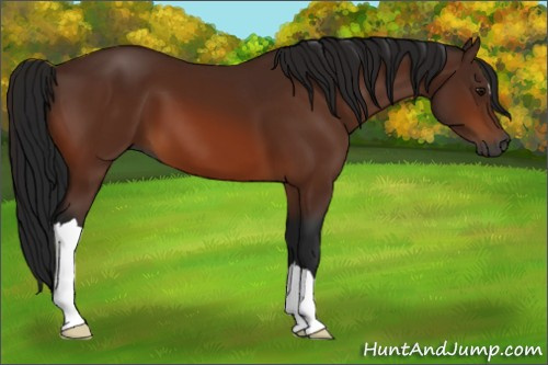 Horse Color:Gray Bay