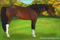 Horse Color:Gray Bay 