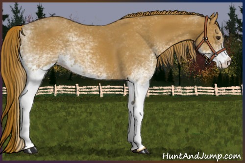Horse Color:White Spotted Chestnut 
