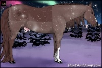 Horse Color:Chocolate Black