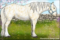Horse Color:Palomino Appaloosa  and Palomino Appaloosa 