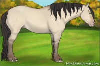 Horse Color:Amber Champagne Dun 