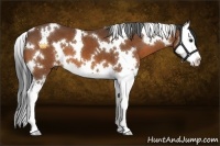 Horse Color:White Spotted Bay Splash