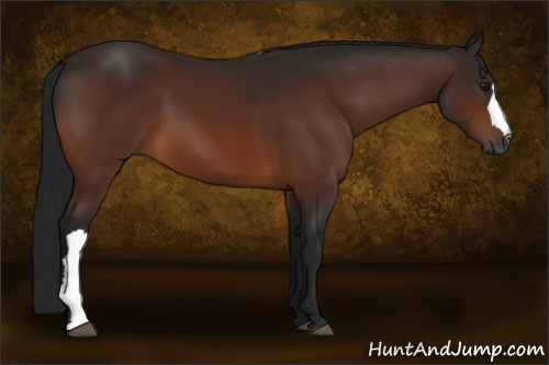 Horse Color:Gray Bay 