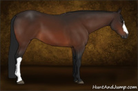Horse Color:Gray Bay 