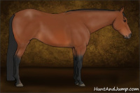 Horse Color:Gray Bay 