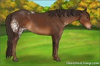 Horse Color:White Spotted Liver Chestnut 