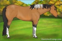 Horse Color:Bay Roan Tobiano 
